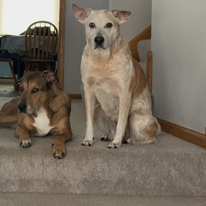 Fundraising Page: Jen Muller